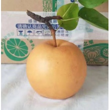 新鲜水果农家产现摘现发当季纯甜带箱10斤麻阳梨子